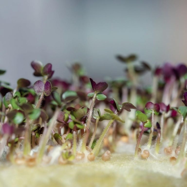 microbrotes de mostaza