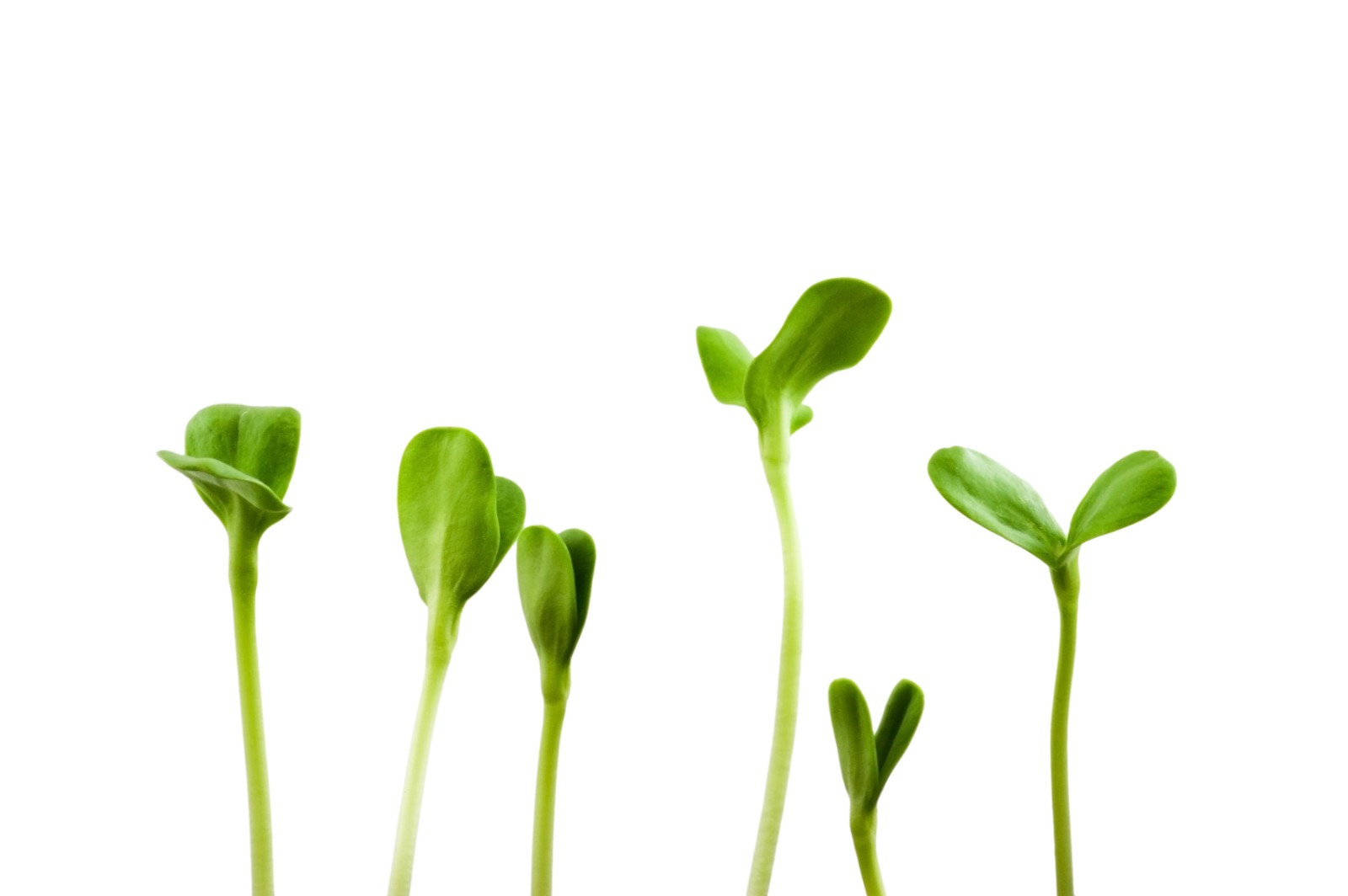 contraindicaciones de los germinados