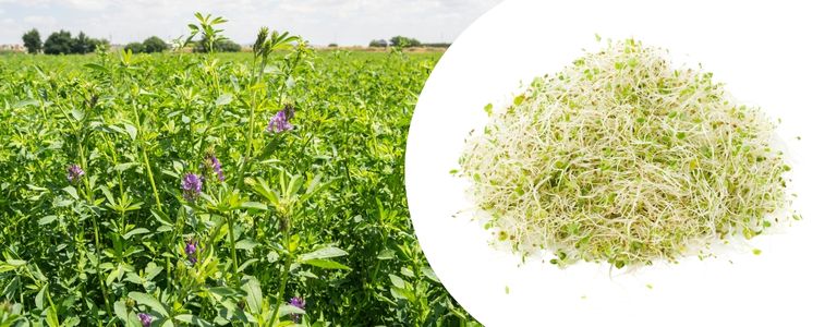 brotes de alfalfa y planta