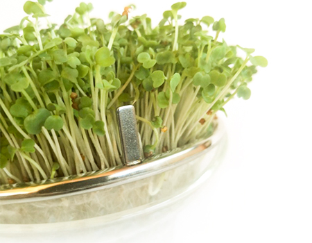 Germinados de rucula que crecen en la germinadora