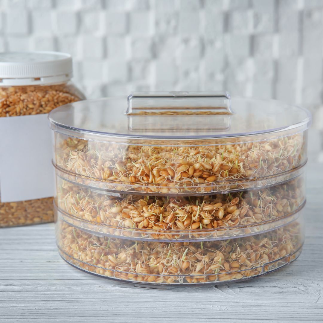 Máquina De Brotes De Frijoles, Germinador De Semillas Eléctrico, Brote