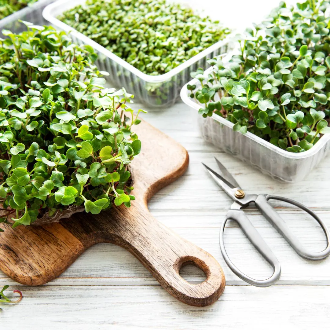cultivar microgreens