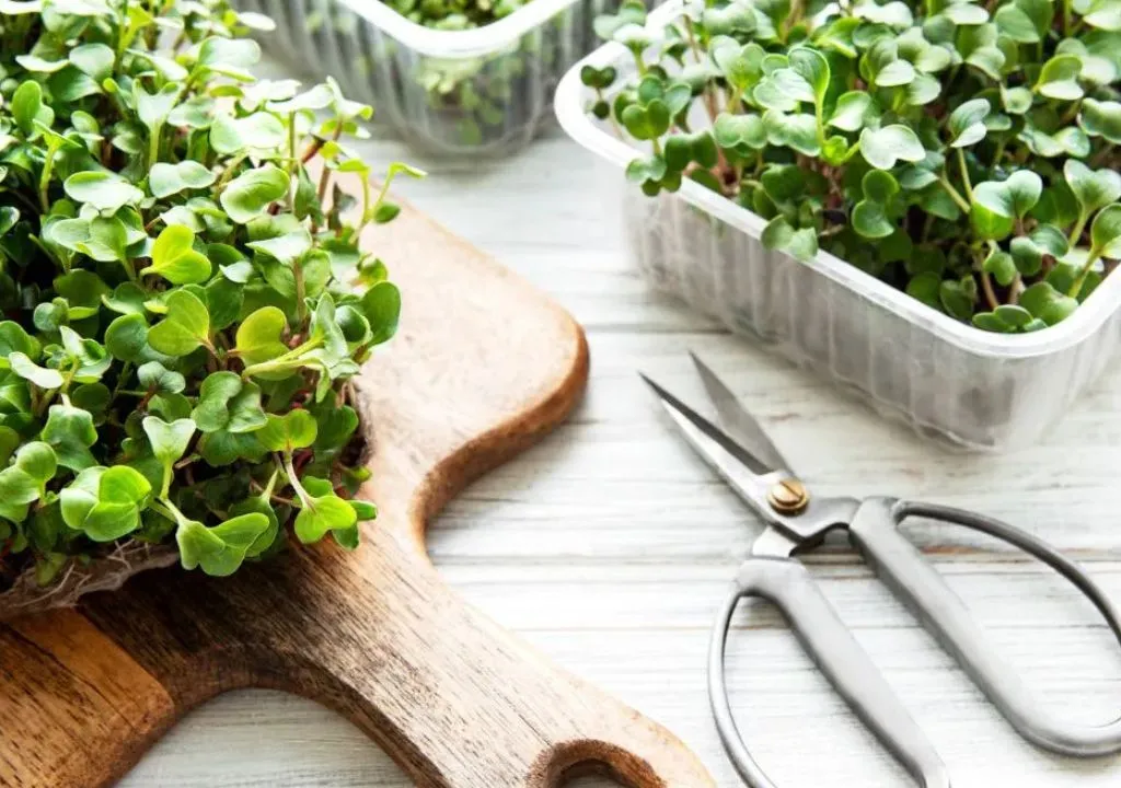 cultivar microverduras