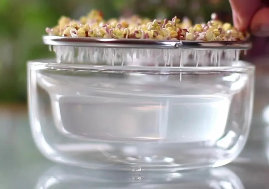 germinación de semillas en germinadora de cristal