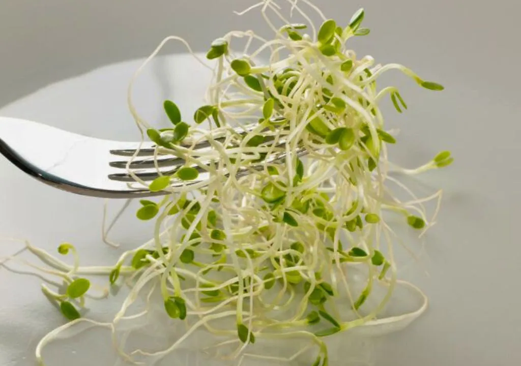 BROTES DE TRÉBOL ROJO