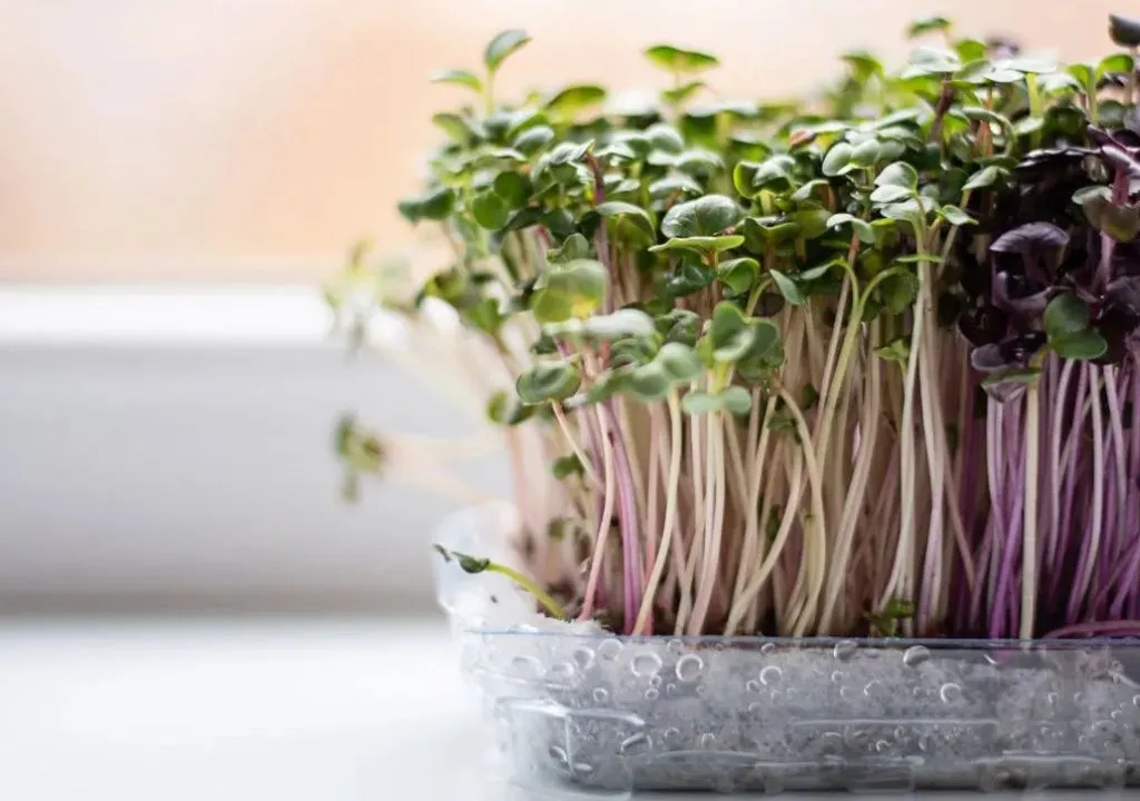 qué son los microgreens