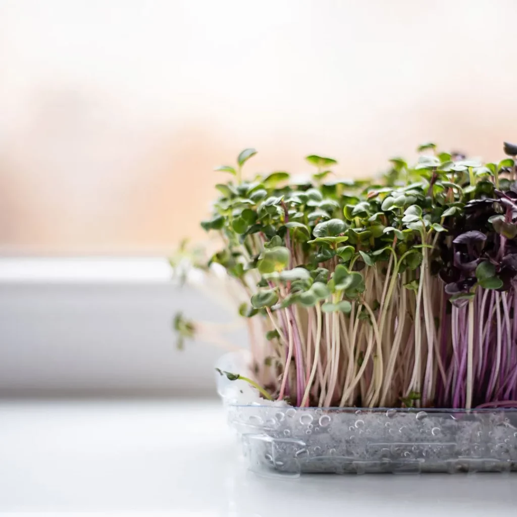 que son os microgreens