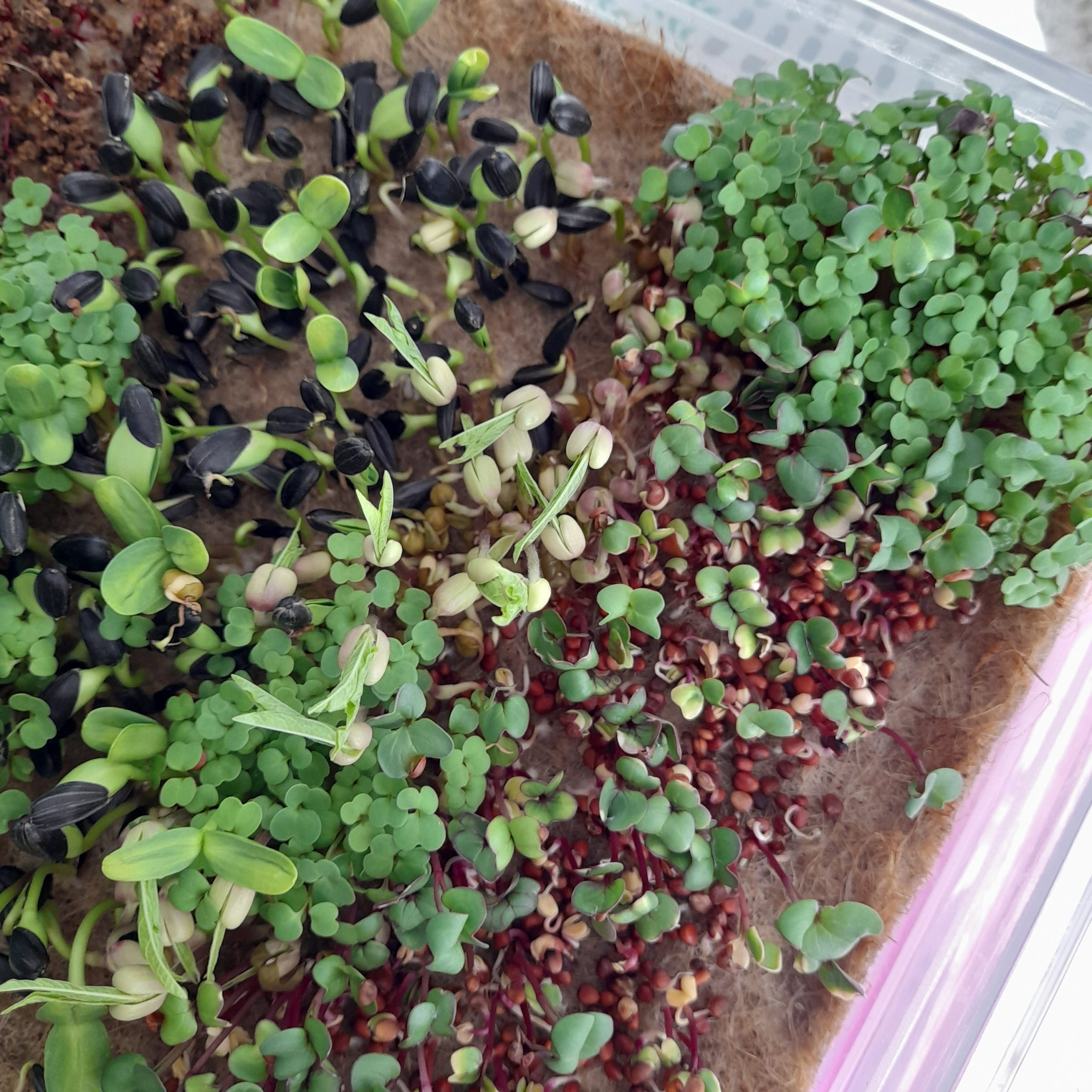 sustrato para microgreens