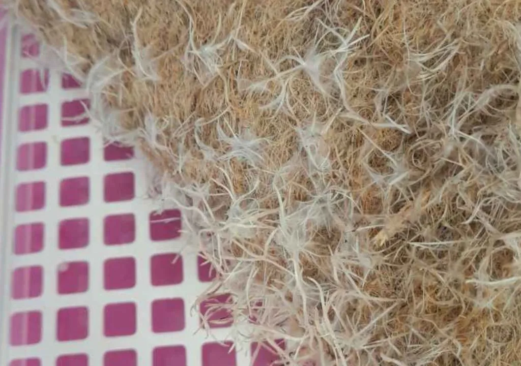 raices sanas de microgreens de rabano