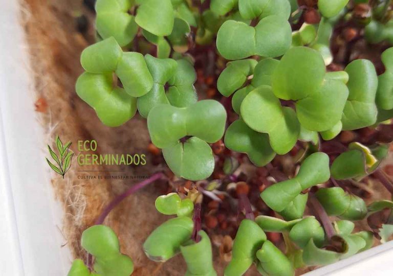 microgreens de rabano