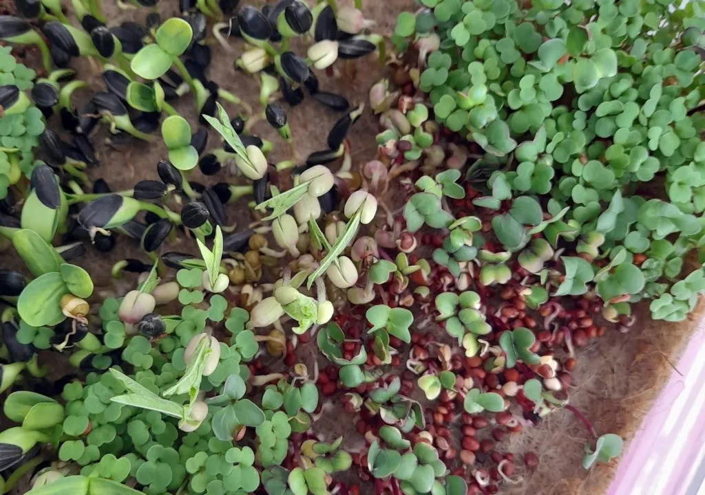 SUSTRATO DE CÁÑAMO