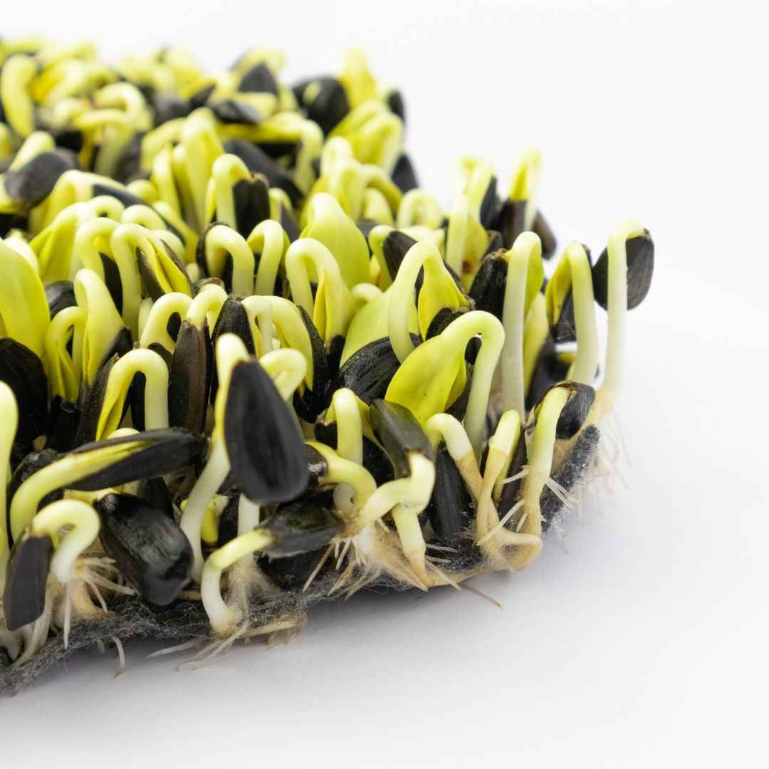 microgreens de girasol cultivados en sustrato de humus de lombriz