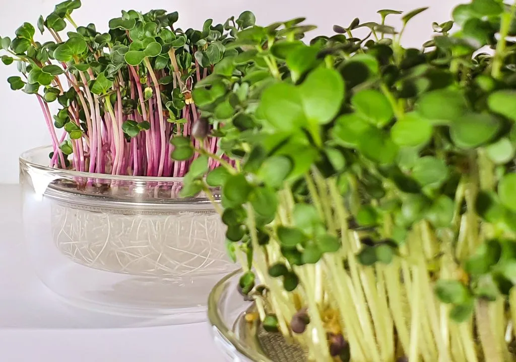 brotes de crucíferas 