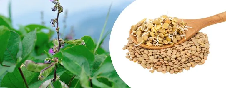 GERMINADOS DE LENTEJA